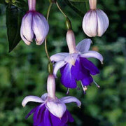 White Violet Fuchsia Seeds - Flower Plant