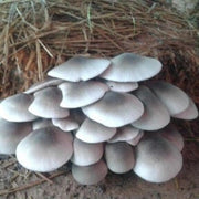 White Volvariella Mushroom Spawn Seeds