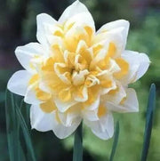 White Yellow Double Petals Narcissus Daffodil Seeds - Flower Plant