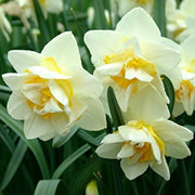 White Yellow Double Petals Narcissus Daffodil Seeds - Flower Plant