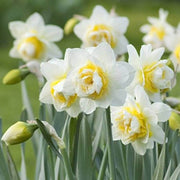 White Yellow Double Petals Narcissus Daffodil Seeds - Flower Plant