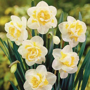 White Yellow Double Petals Narcissus Daffodil Seeds - Flower Plant