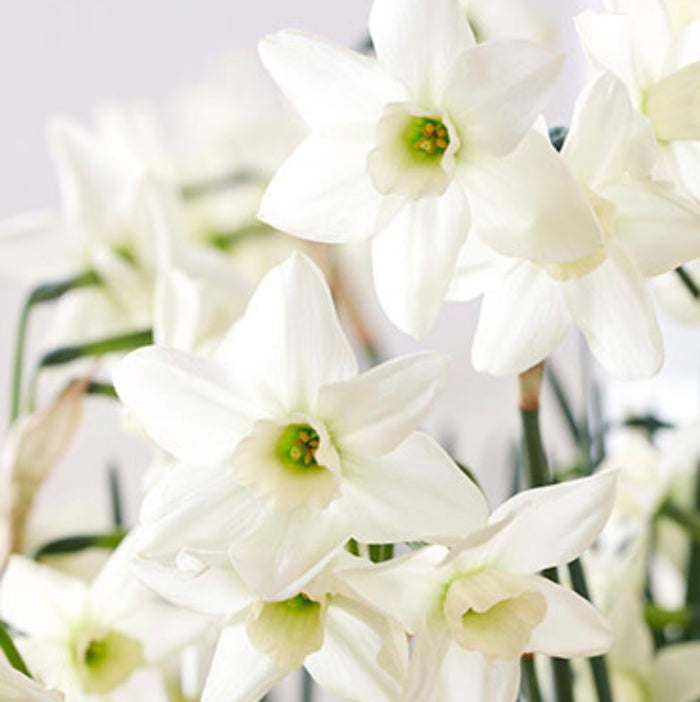 White and Green Daffodil Seeds - Flower Plant