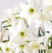 White and Green Daffodil Seeds - Flower Plant