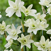 White and Green Daffodil Seeds - Flower Plant