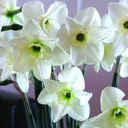 White and Green Daffodil Seeds - Flower Plant