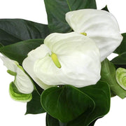 White anthurium andraeanum Seeds