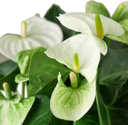 White anthurium andraeanum Seeds