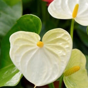 anthurium Seeds, Anthurium andraeanum