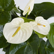 anthurium Seeds, Anthurium andraeanum
