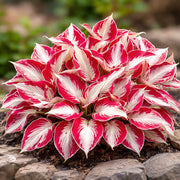 White and Red Hosta Seeds