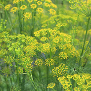 Fennel Seeds – Foeniculum vulgare