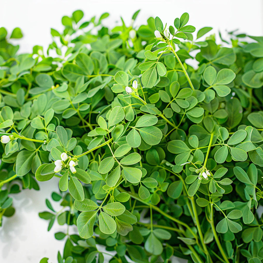 Fenugreek Seeds – Trigonella foenum-graecum