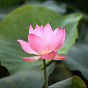 Lotus Seeds (Nelumbo nucifera)