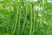 Moringa Seeds – Moringa oleifera