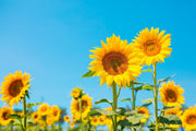 Sunflower Seeds – Helianthus annuus