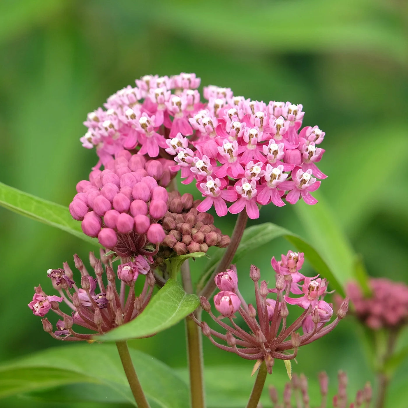 Milkweed Seeds – Asclepias spp.