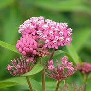 Milkweed Seeds – Asclepias spp.