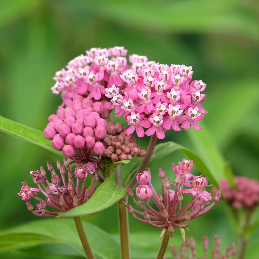 Milkweed Seeds – Asclepias spp.