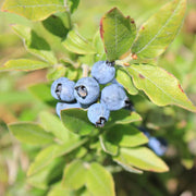 Whortleberry Seeds - for Home Gardens Seeds