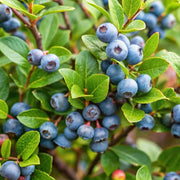 Whortleberry Seeds - for Home Gardens Seeds