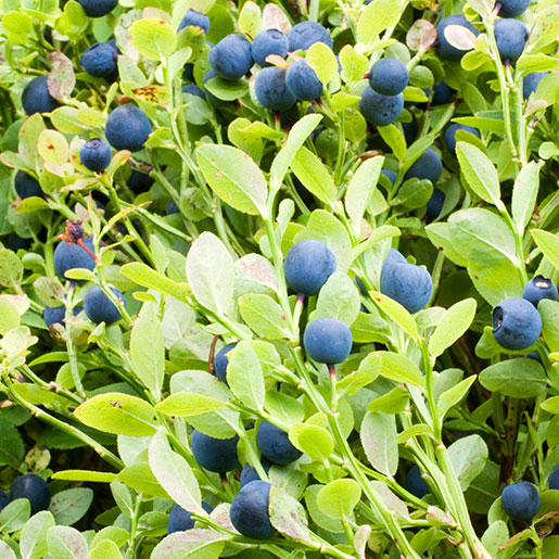 Whortleberry Seeds - for Home Gardens Seeds