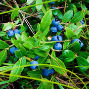 Whortleberry Seeds - for Home Gardens Seeds
