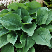 Hosta Seeds – Hosta spp.