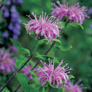 Lemon Bergamot Seeds - Herbal Seeds