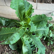 Wild Lettuce Seeds
