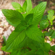 Vietnamese Mint Seeds