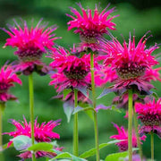 Pink Wild Bergamot Seeds, Herbal
