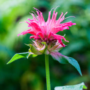 Pink Wild Bergamot Seeds, Herbal