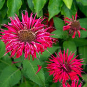 Pink Wild Bergamot Seeds, Herbal