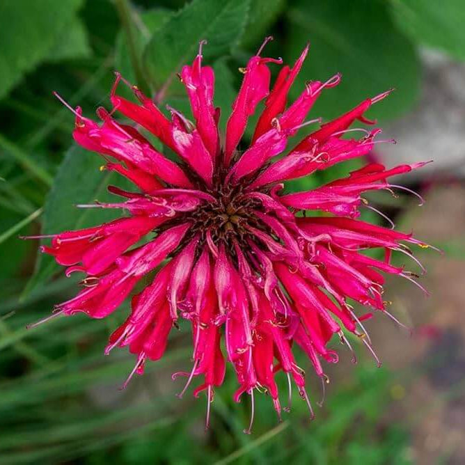 Pink Wild Bergamot Seeds, Herbal
