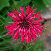 Pink Wild Bergamot Seeds, Herbal