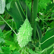 Wild Seeds, Momordica charantia