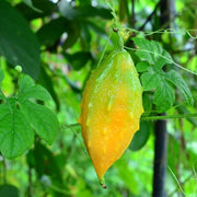 Wild Seeds, Momordica charantia