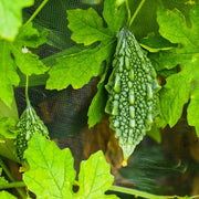 Wild Seeds, Momordica charantia