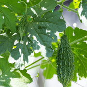 Wild Seeds, Momordica charantia