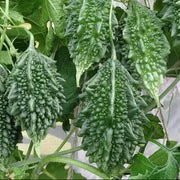Wild Seeds, Momordica charantia