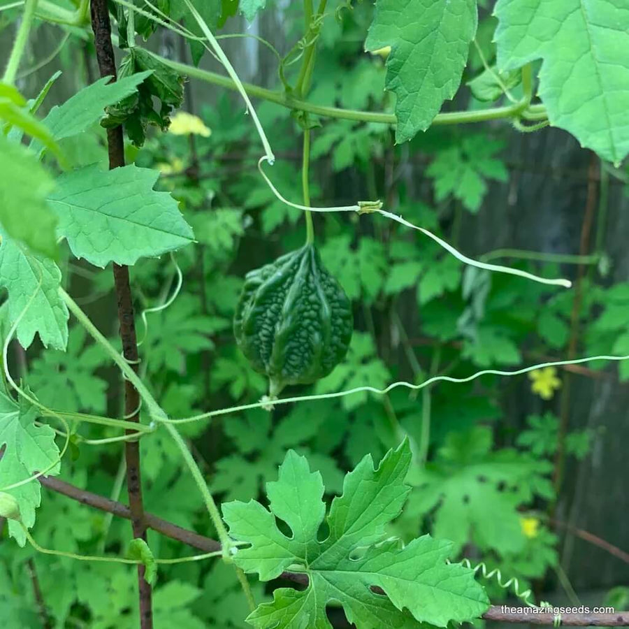 Wild Seeds, Momordica charantia