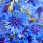 Cornflower Seeds – Centaurea cyanus