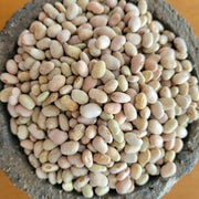 Wild Desert Bean Seeds - Vegetable Plant