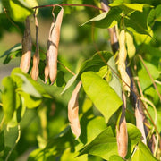 Wild Desert Bean Seeds - Vegetable Plant
