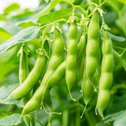 Wild Desert Bean Seeds - Vegetable Plant
