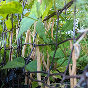 Wild Desert Bean Varieties Seeds