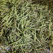 Wild Desert Bean Varieties Seeds