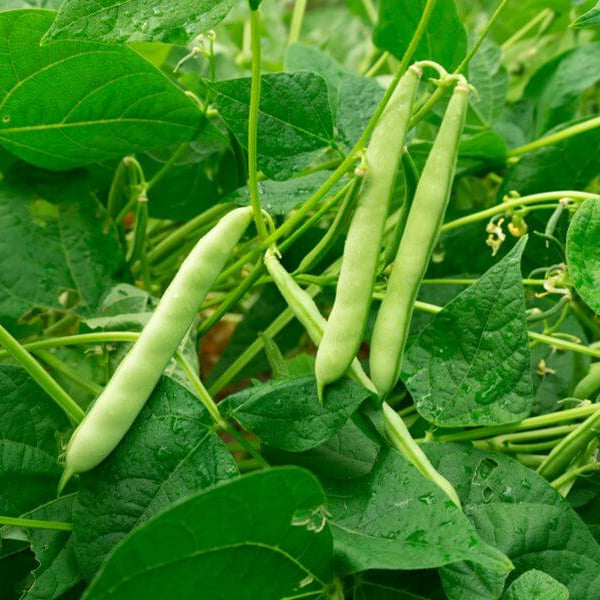 Wild Desert Bean Varieties Seeds