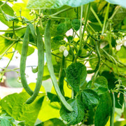 Wild Drought Beans Seeds